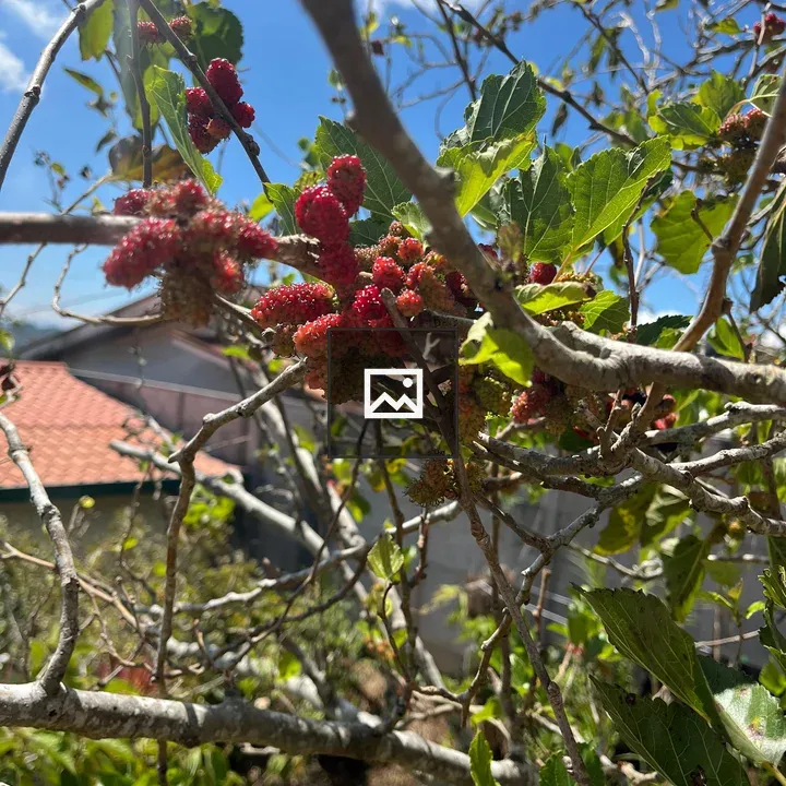 Mulberry Branch Close-up