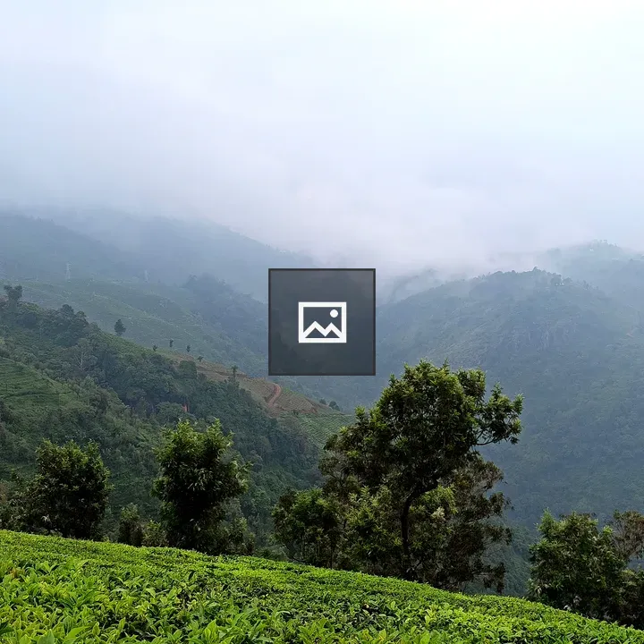Tea Estate Dolphin's Nose