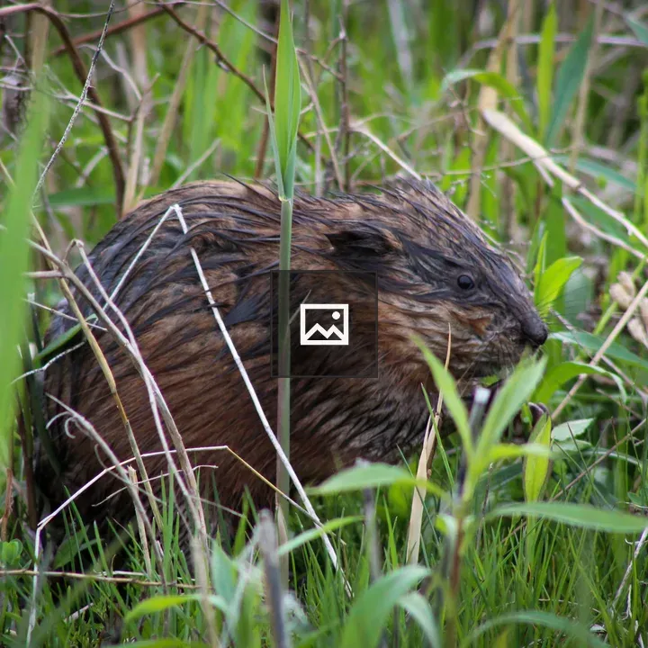 Juvenile beaver in grass