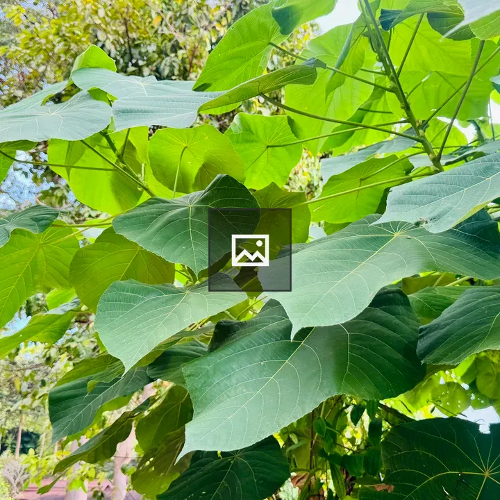 Heart-shaped green leaves close-up