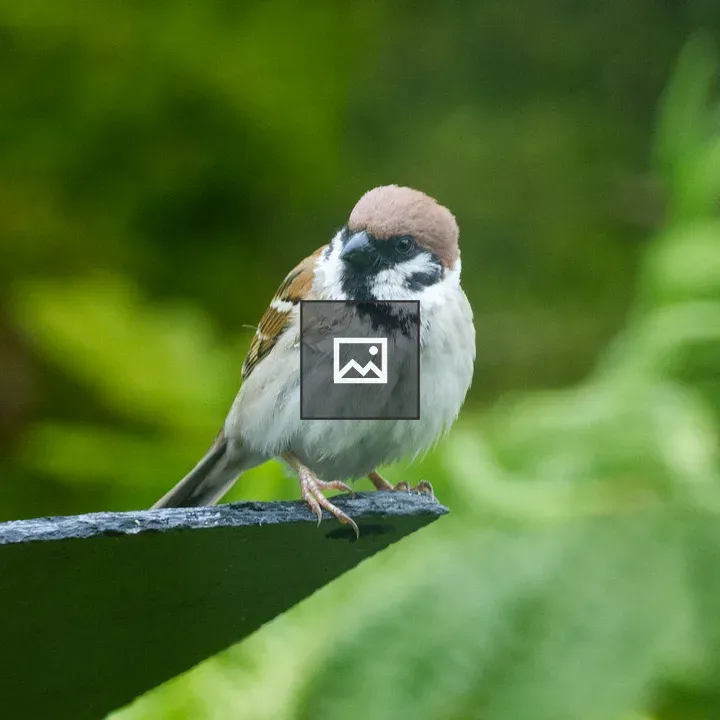 Sparrow on Bird Feeder Roof