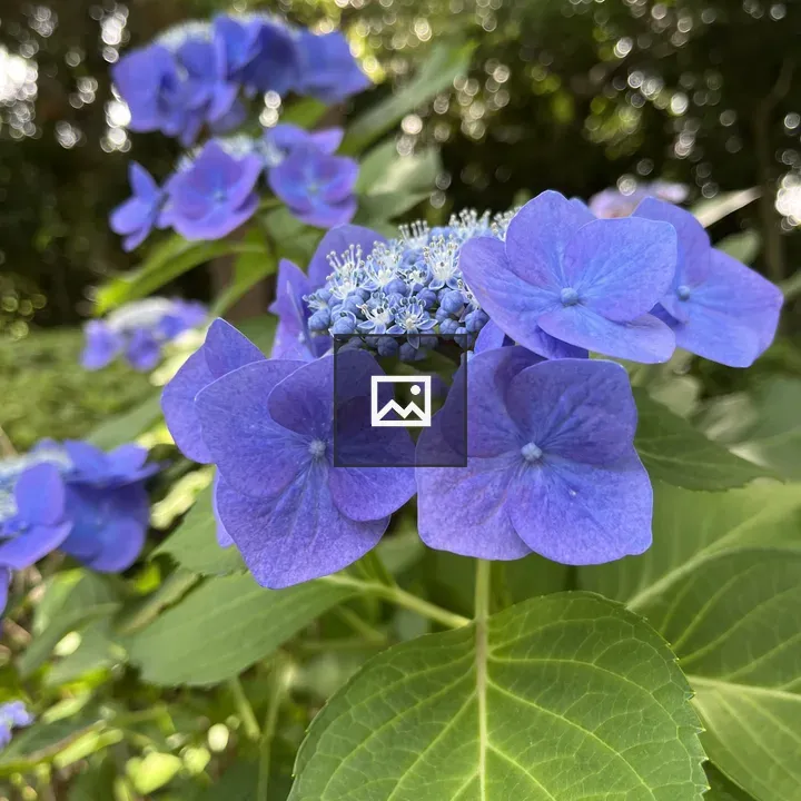 Blue Hydrangea Close-Up