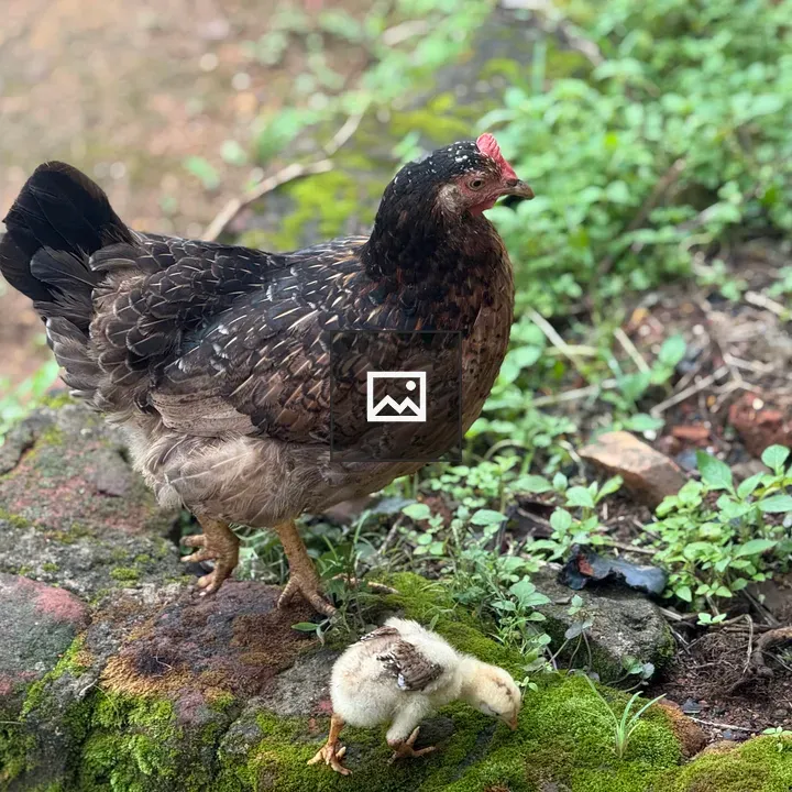 Brown chicken on mossy stone