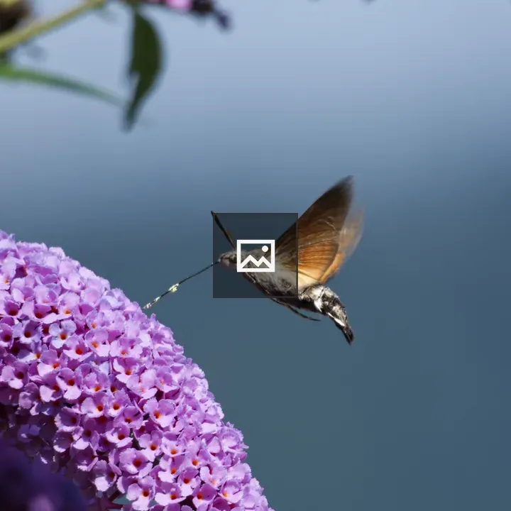 Hummingbird Hawk-Moth Hovering