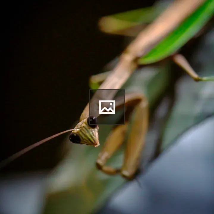Mantis on Green Leaf