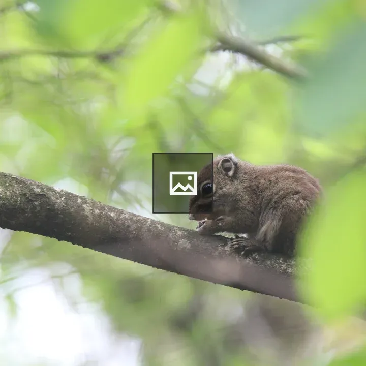 Chipmunk Eating Nut on Branch