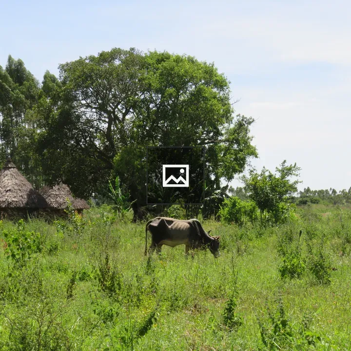 Cow Grazing in Grassland Landscape
