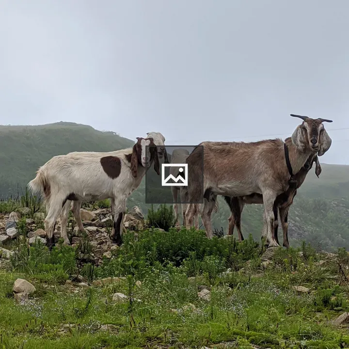 Goats on rocky hilltop