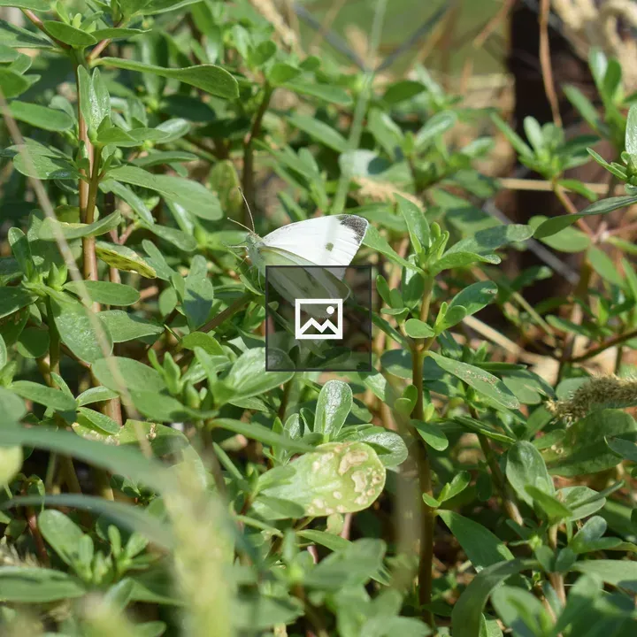 White butterfly on leaf