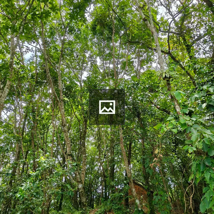 Dense forest scene with tall trees