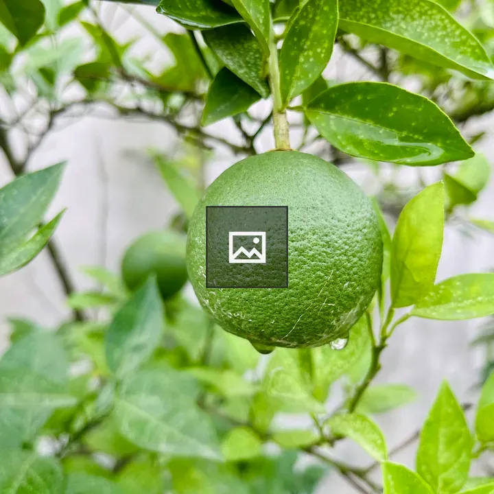 Green citrus fruit with water drop