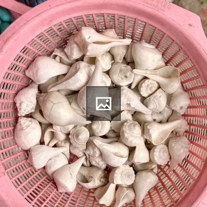 Pink seashells in basket