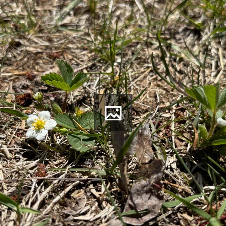 Tiny wild strawberry blossoms