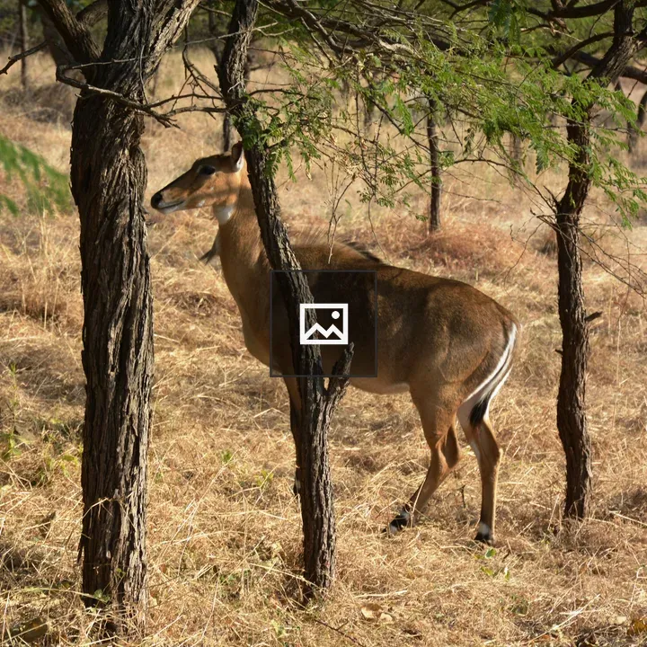 Nilgai female in Gir National Park