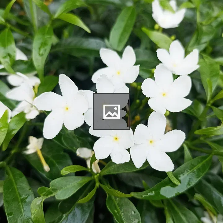 White flowers and green leaf
