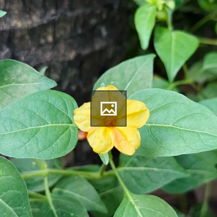 Bright yellow flower with orange center