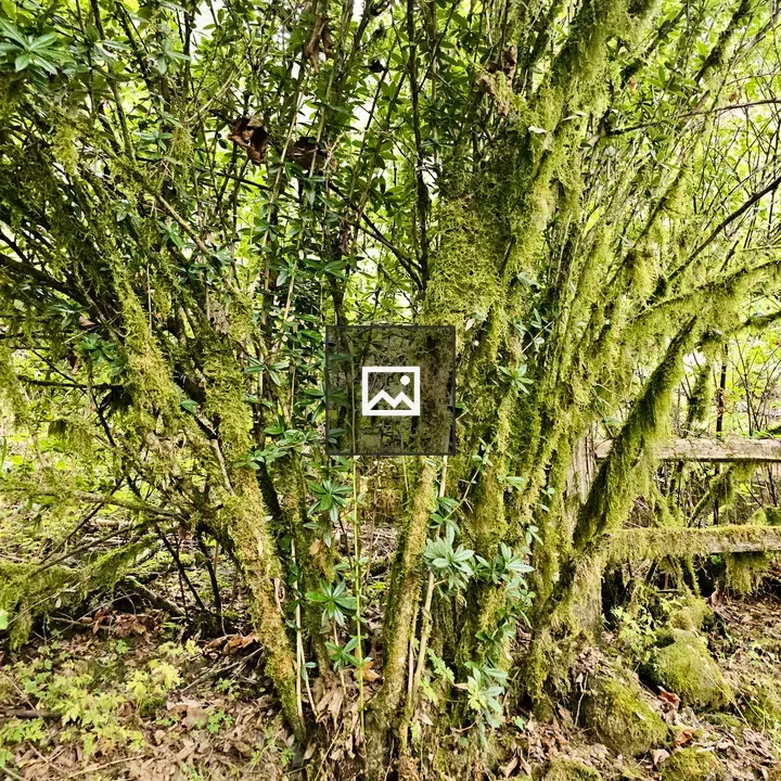Mossy shrub in forest understory