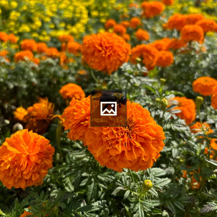 Bumblebee on Orange Marigold