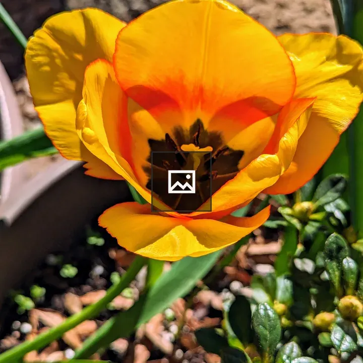 Yellow tulip with heart-like mark
