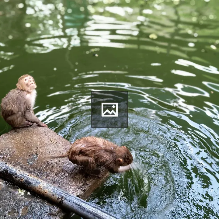 Monkeys Playing with Water