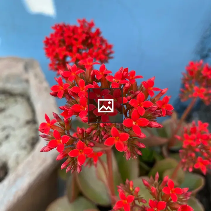 Vivid red flowers