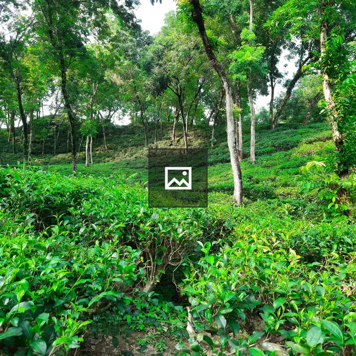 Tea garden in Sylhet shade