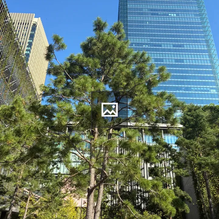 Conifer in Front of Glass Buildings