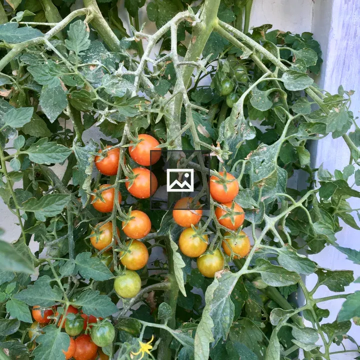 Cherry tomato plant with fruit clusters