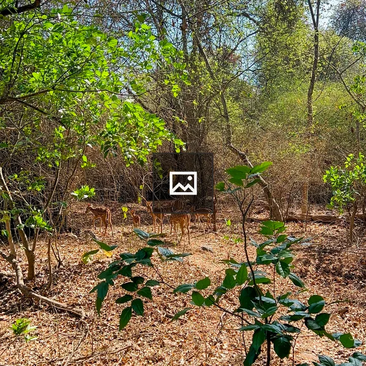 Spotted deer among leaves