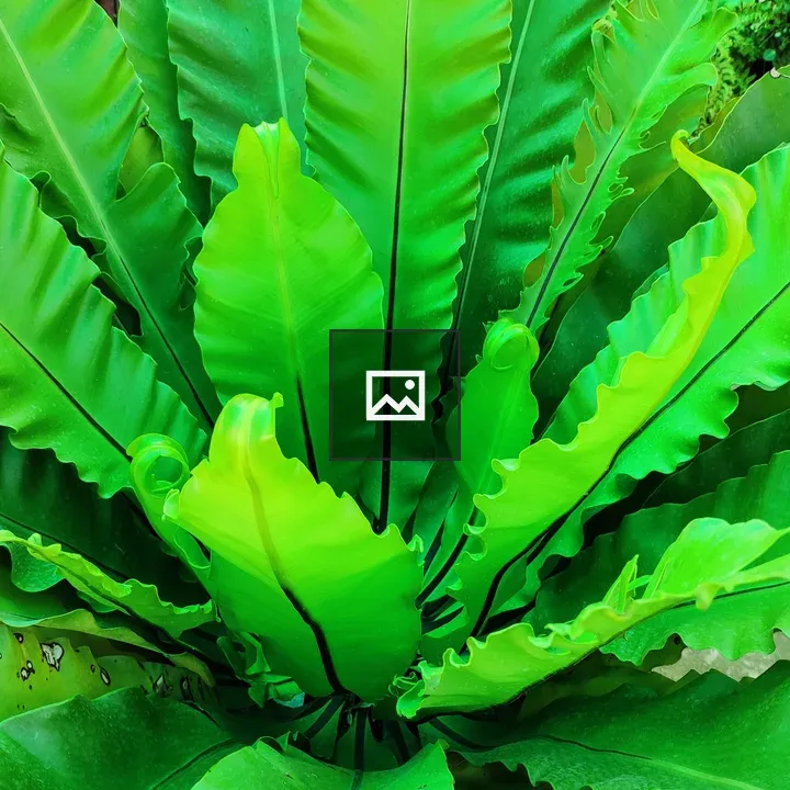 Bird's-nest Fern Plant