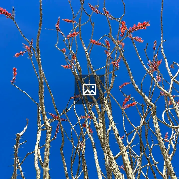 Ocotillo Cactus with Red Flowers