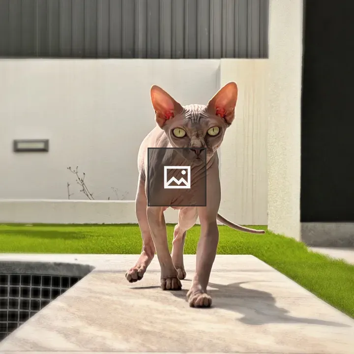 Hairless Sphynx Cat by Pool