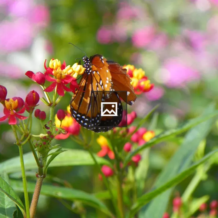 Monarch butterfly on a leaf