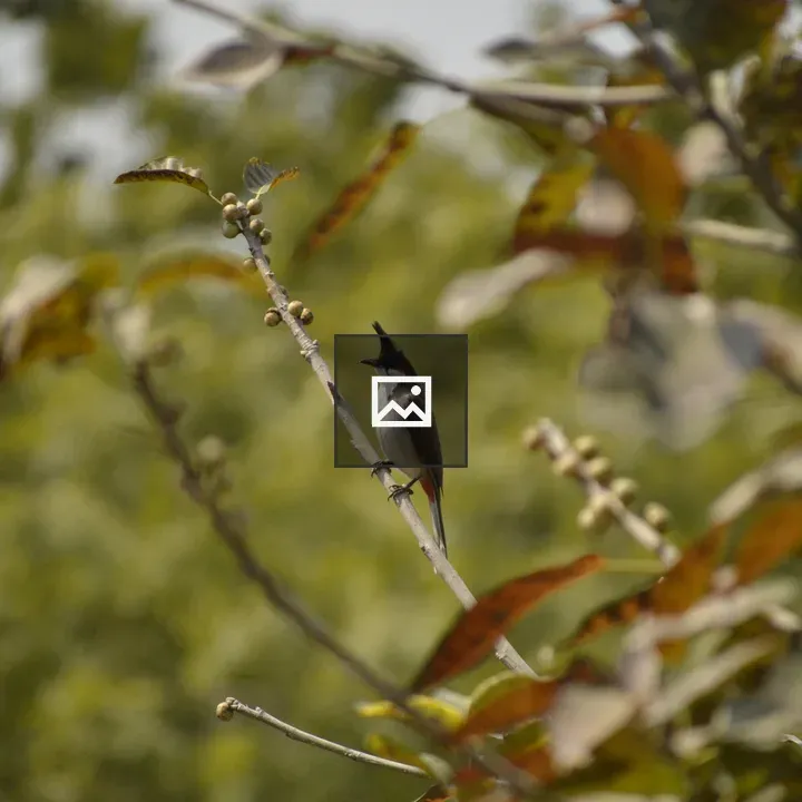 Bird with Black Crest on Branch