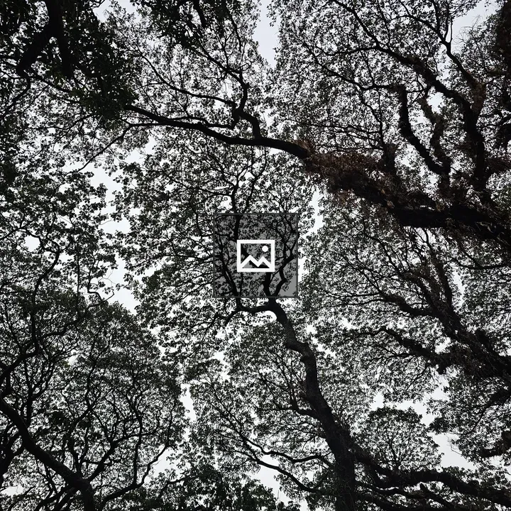 Dense Canopy Against Sky