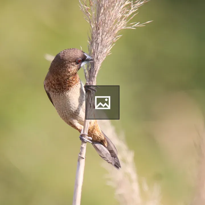 White-rumped Munia on Grass