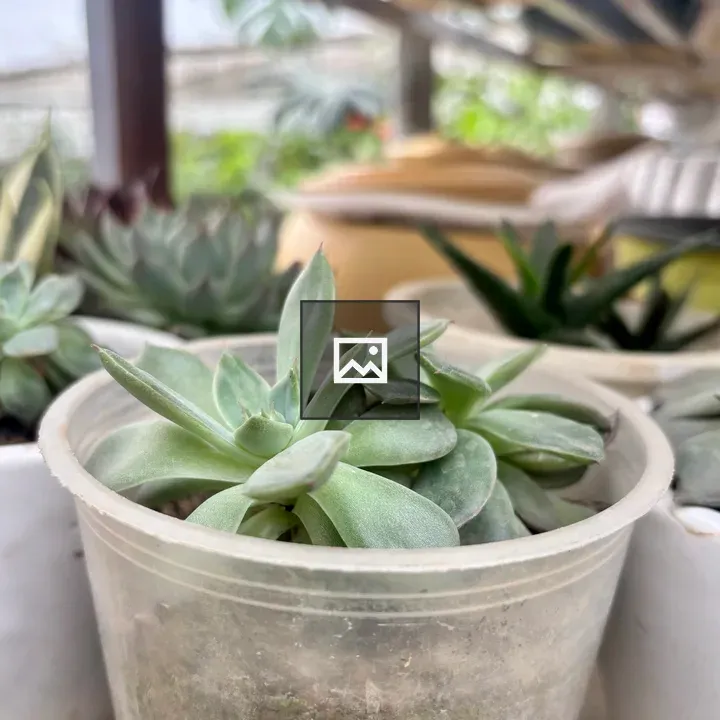 Succulents in Decorative Pots
