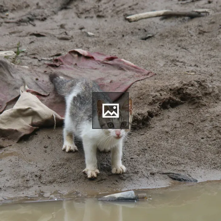 Kitten on muddy riverbank