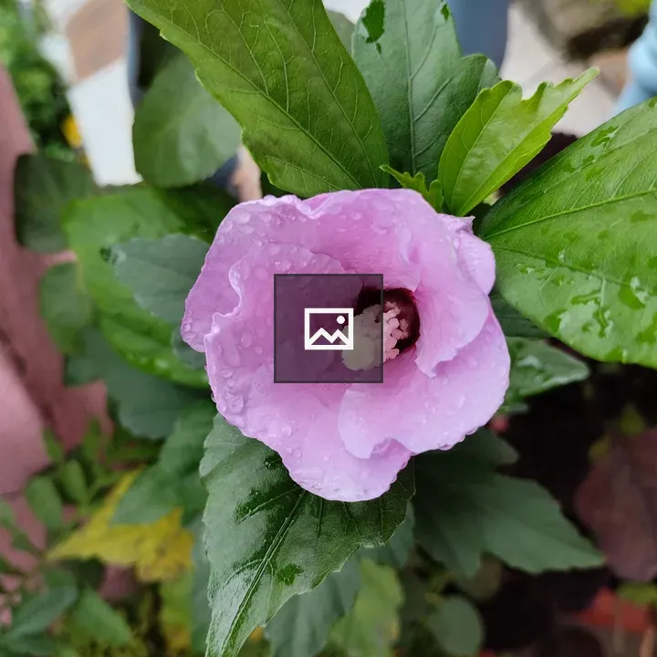 Pink hibiscus syriacus flower