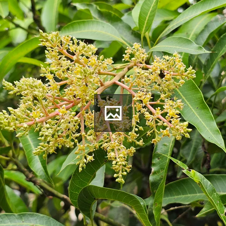 Mango flowers on a branch