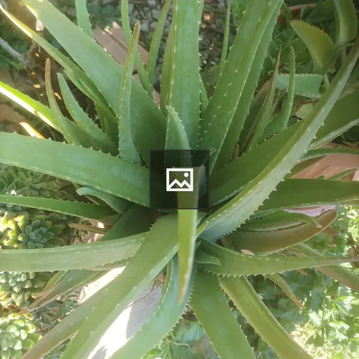 Aloe vera rosette