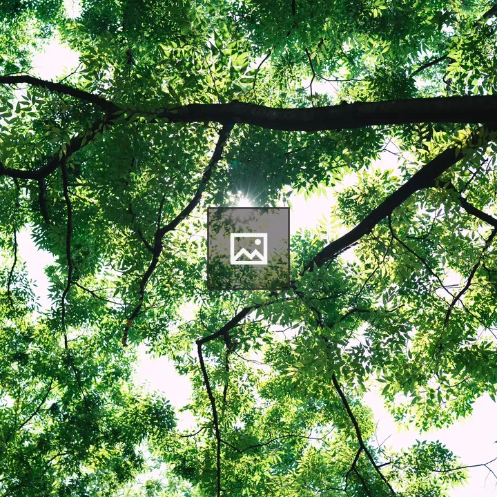 Bright summer foliage in forest canopy