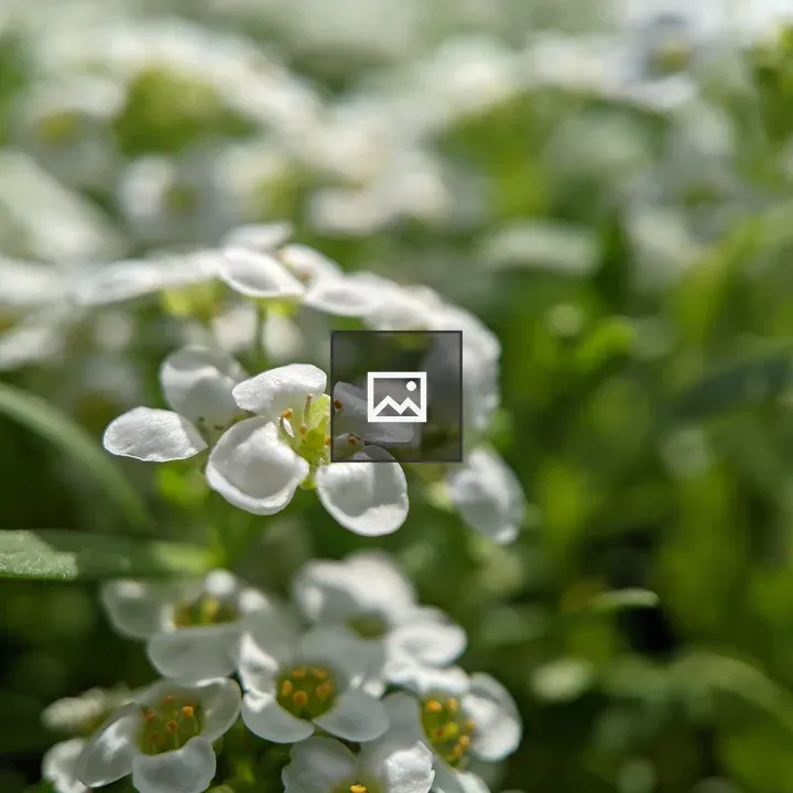 Tiny white flowers