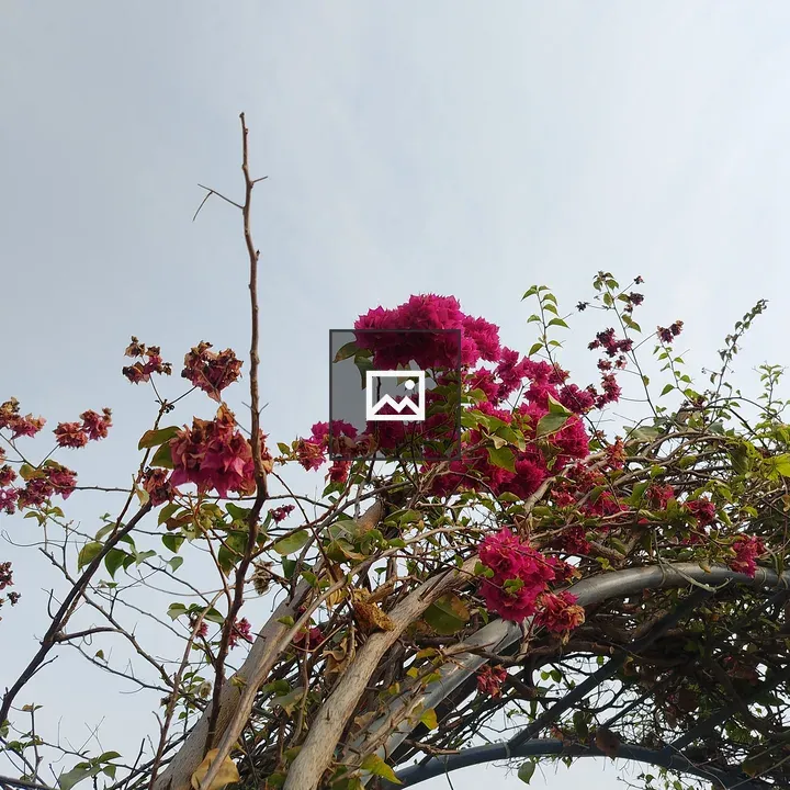 Pink Flowers and Green Leaves