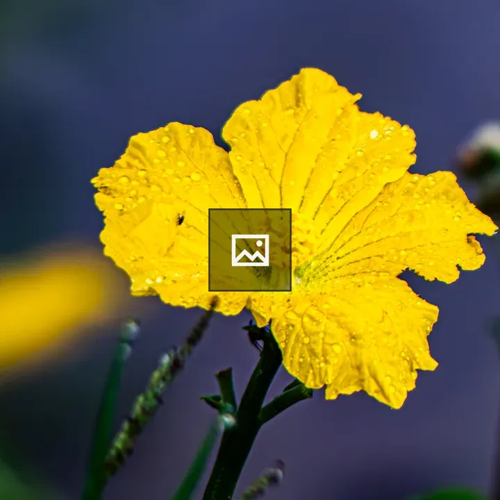 Yellow sponge gourd flower
