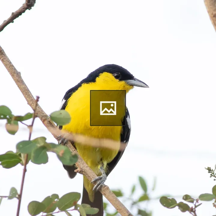 Common Iora perched on a branch