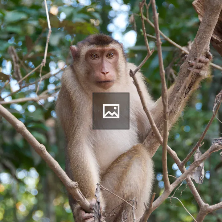 Macaque on riverbank branch