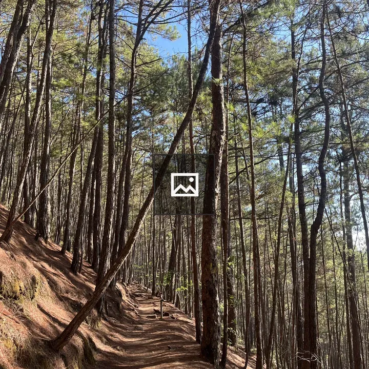 Baguio Camp John Hay Yellow Trail
