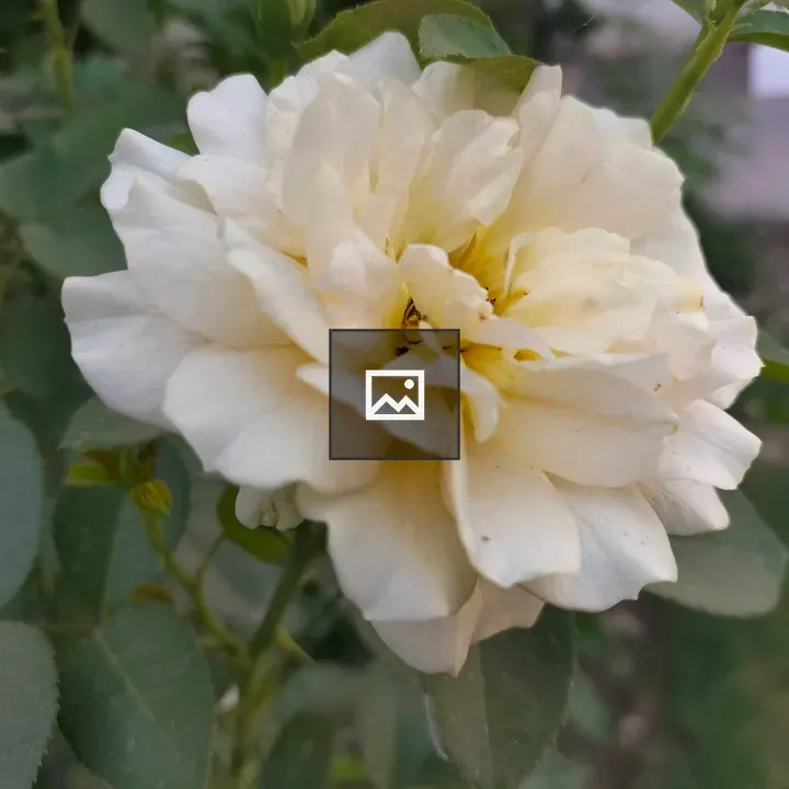 White Rose