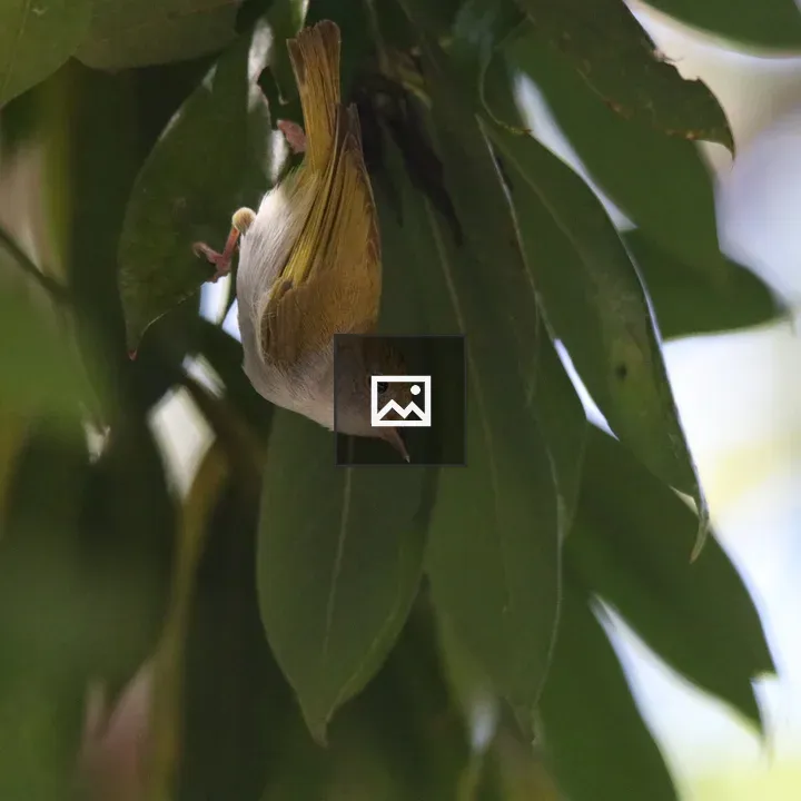 White-bellied Erpornis on Leaves